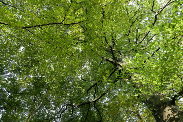 Enkele bomen in de Bonte Hanek (Schoten, Belgie)